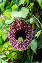 Cargar imagen en el visor de la galería, Maxi Anillo Flor Aristolochia - La flor del Nacimiento