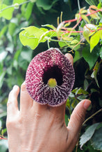 Cargar imagen en el visor de la galería, Maxi Anillo Flor Aristolochia - La flor del Nacimiento