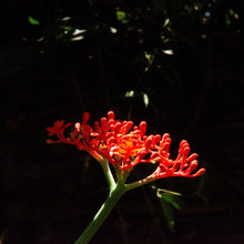 Load image into Gallery viewer, Aretes Colgantes Flor Coral Rojo