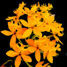 Load image into Gallery viewer, Set Orquídea Estrella de Fuego