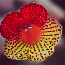 Load image into Gallery viewer, Set Corazón Kohleria