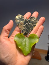 Load image into Gallery viewer, Aretes de Corazón Aristolochia · Valentía Hecha Joya · Edición Limitada